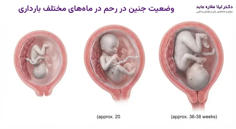 وضعیت جنین در رحم در ماه‌های مختلف بارداری
