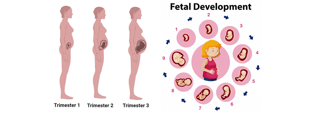 جدول زمانی رشد جنین