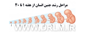 مراحل رشد جنین انسان هفته به هفته