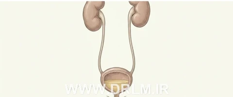 احتباس ادراری چیست؟ درک یک مشکل جدی